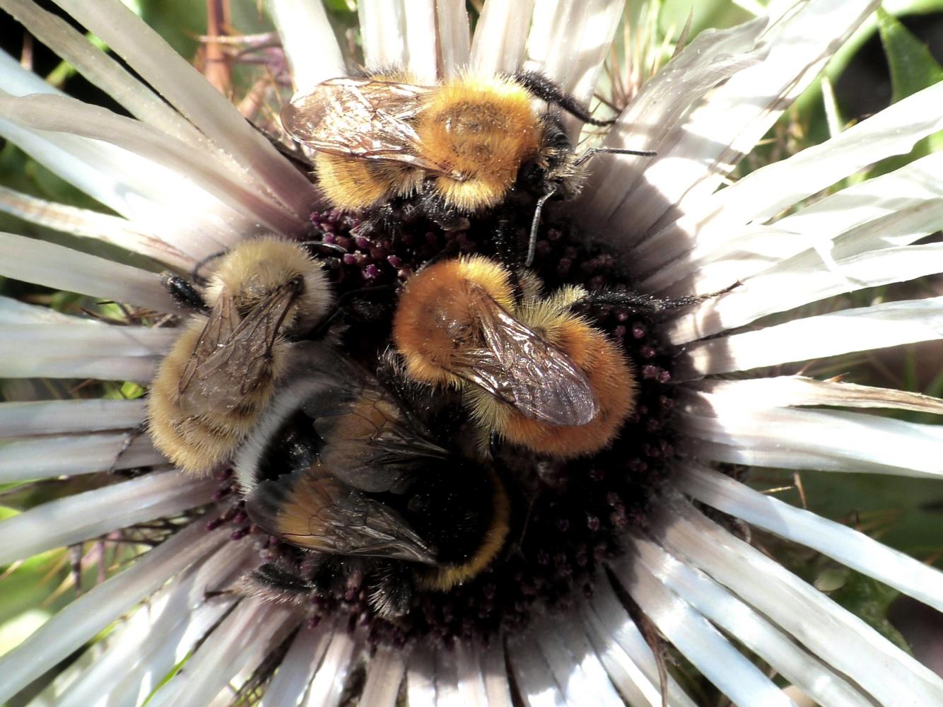 Bombus sp. su capolino di Carlina sp. (Abruzzo)